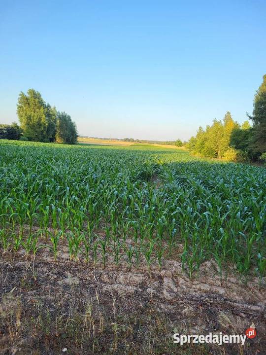 Sprzedam atrakcyjną działkę rolnobudowlaną ok Grunty i działki Krasne