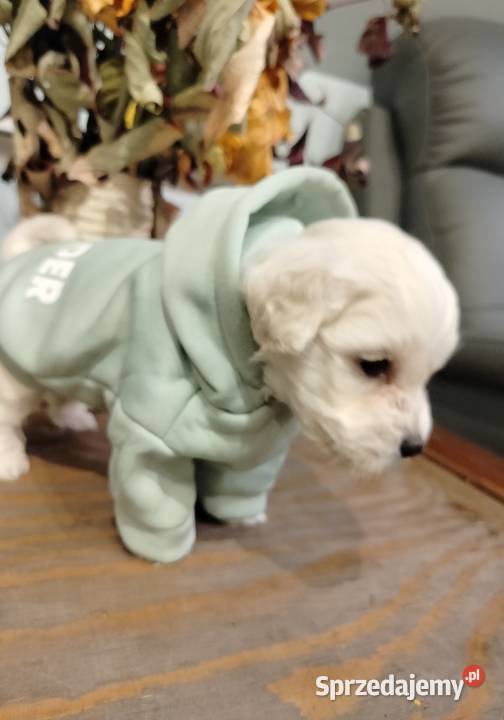 Maltipoo pomorskie Chojnice