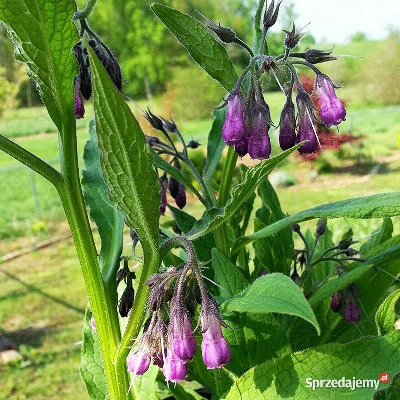 Sadzonki Żywokostu Lubaczów