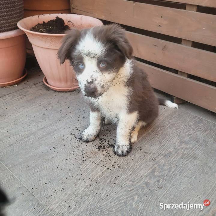 Szczeniaki Border Collie Jagatowo
