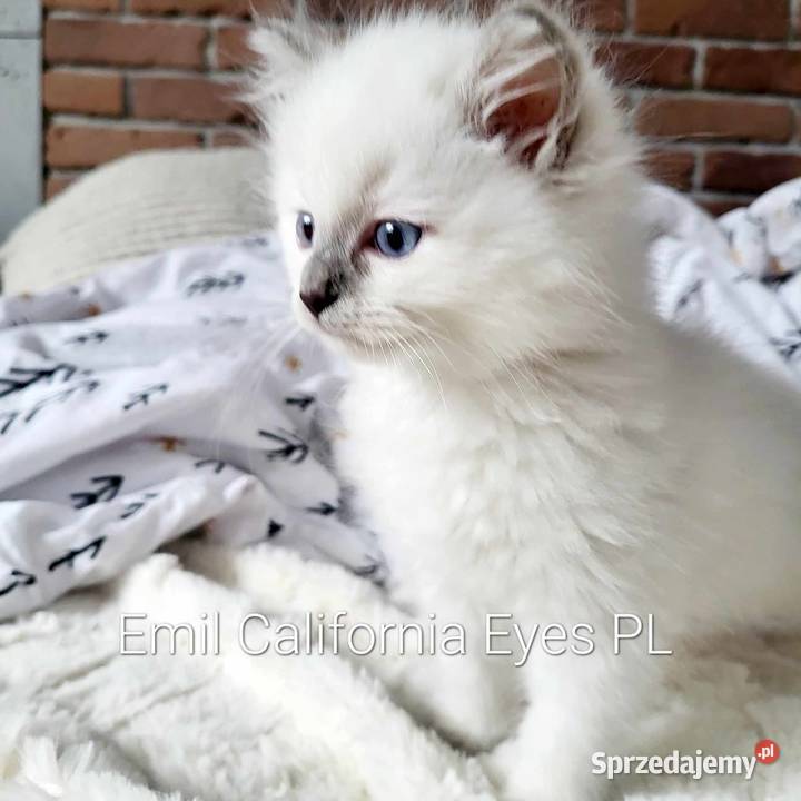 Mięciutki Ragdoll Emil California Eyes Ragdoll Łaziska Górne