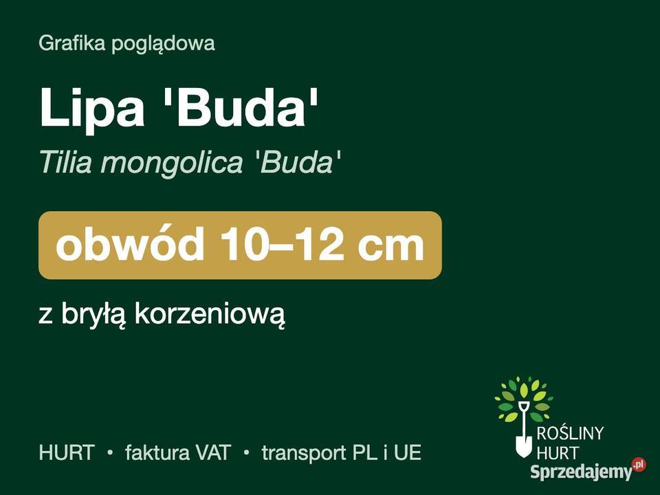 Lipa Buda Tilia mongolica obwód 1012 z bryłą Liściaste