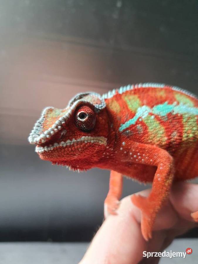 sprzedam kameleona lamparci Gady i płazy Lubień Kujawski