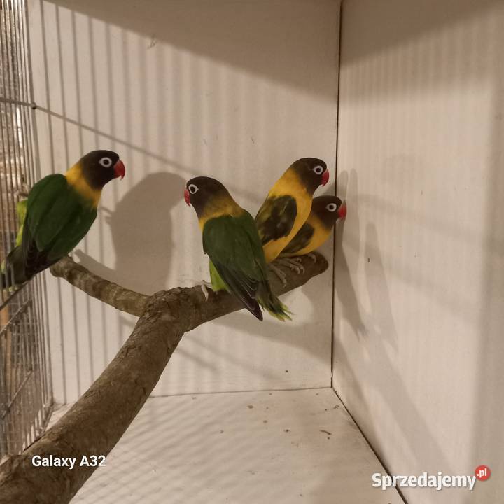 Nierozłączki czarnogłowe Garwolin