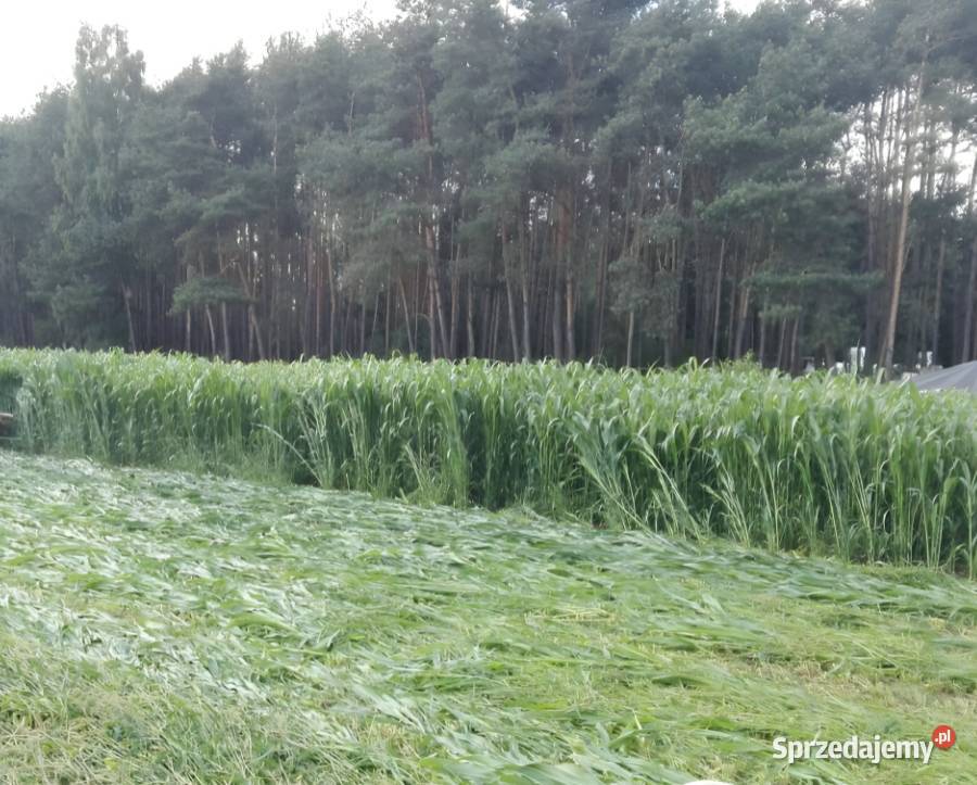 NUTRI HONEY Mieszaniec Sorgo z Trawą Sudańską 25 Rośliny pastewne