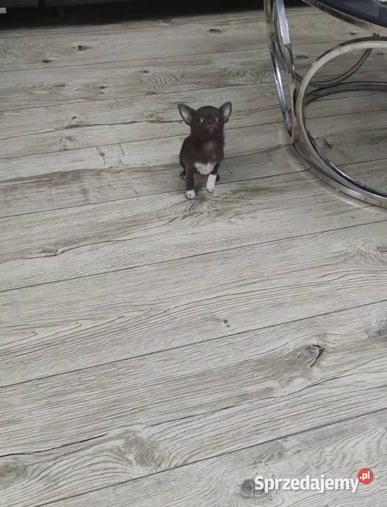 MINI Dziewczynka Chihuahua Gotowa Do Odbioru Ciszkowo sprzedam