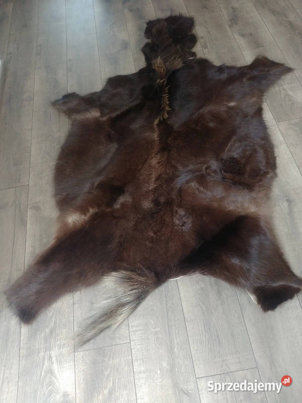 Skóra z antylopy Gnu Brynica sprzedam