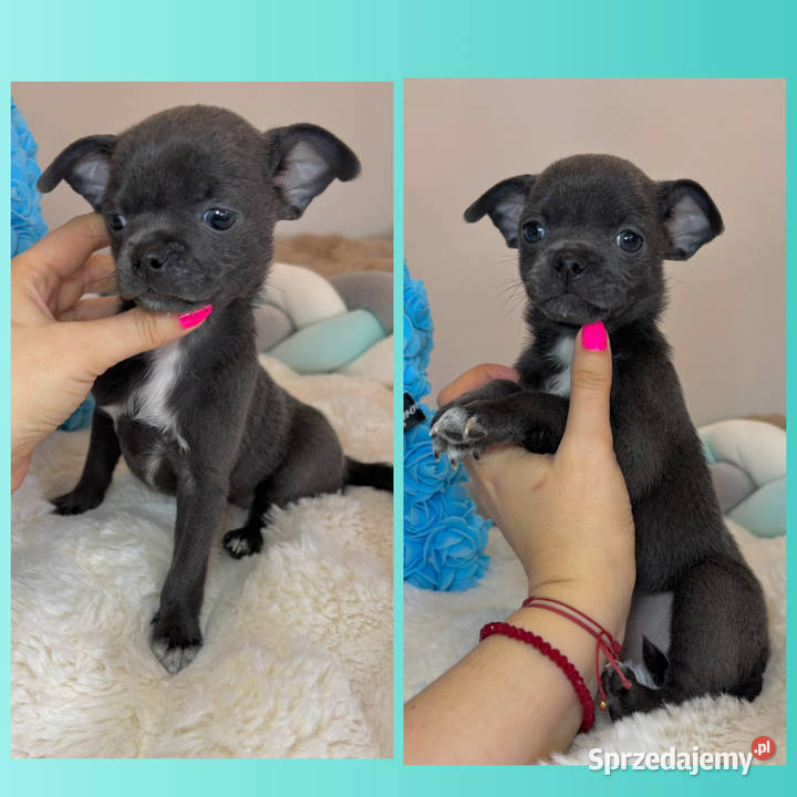 Chihuahua piesek krótkowłosy niebieski Blue Chihuahua Bełchatów