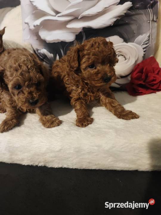 Pudelki malutkie toy 20 marca odbior dolnośląskie