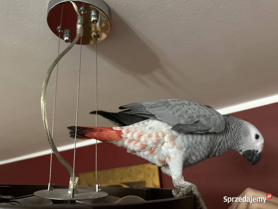 Papuga żako Krapkowice