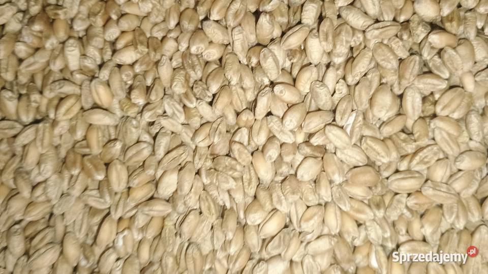 Sprzedam pszenicę czyszczoną Mierzęcice
