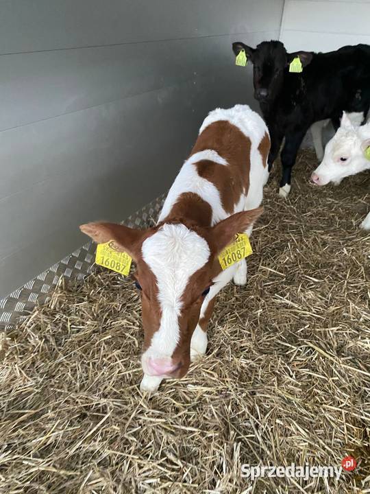 Byczki cielaki jałoszki Chełm sprzedam