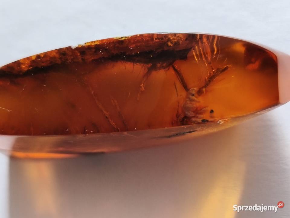 Bursztyn Inkluzja Roślinna Białystok