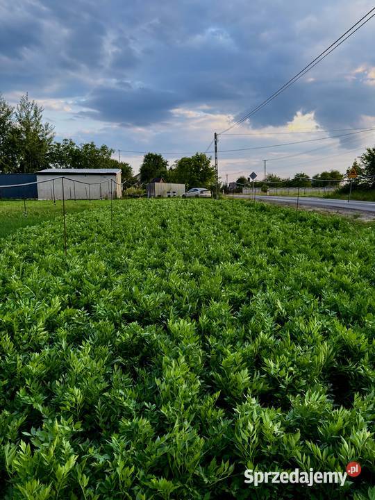 Sprzedam LUBCZYK Duża ilość na pęczki kilogramy Rolnictwo Będków