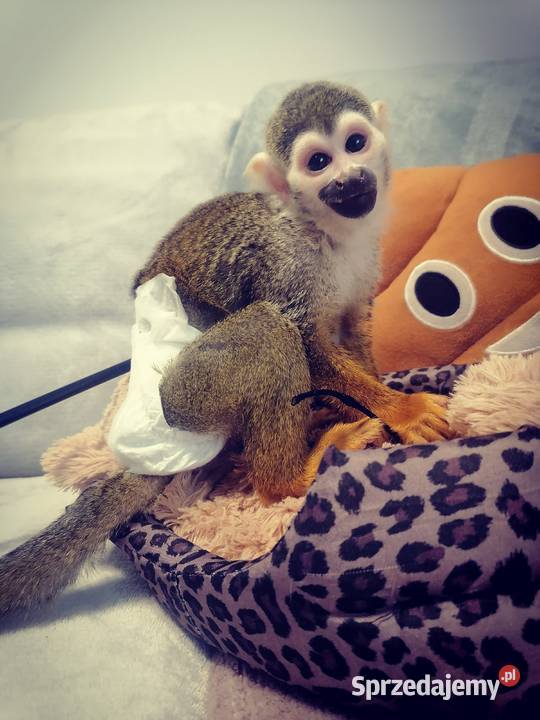 Saimiri samiec Skoczów