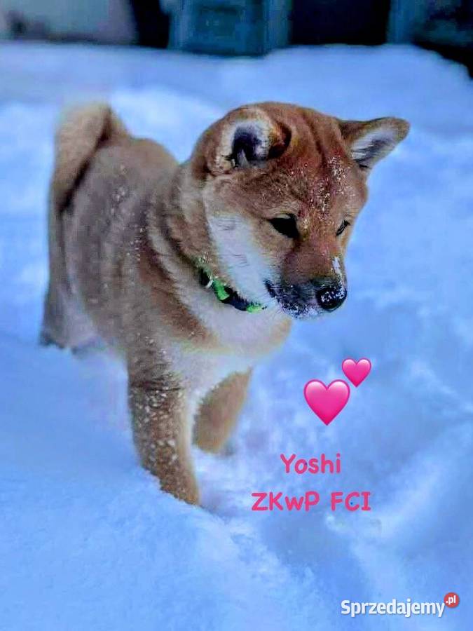 Shiba Inu szczeniak pies o czerwonym umaszczeniu
