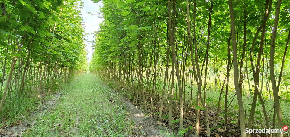 Klon zwyczajny acer 7 letni 200250 obw 68 Wisznice