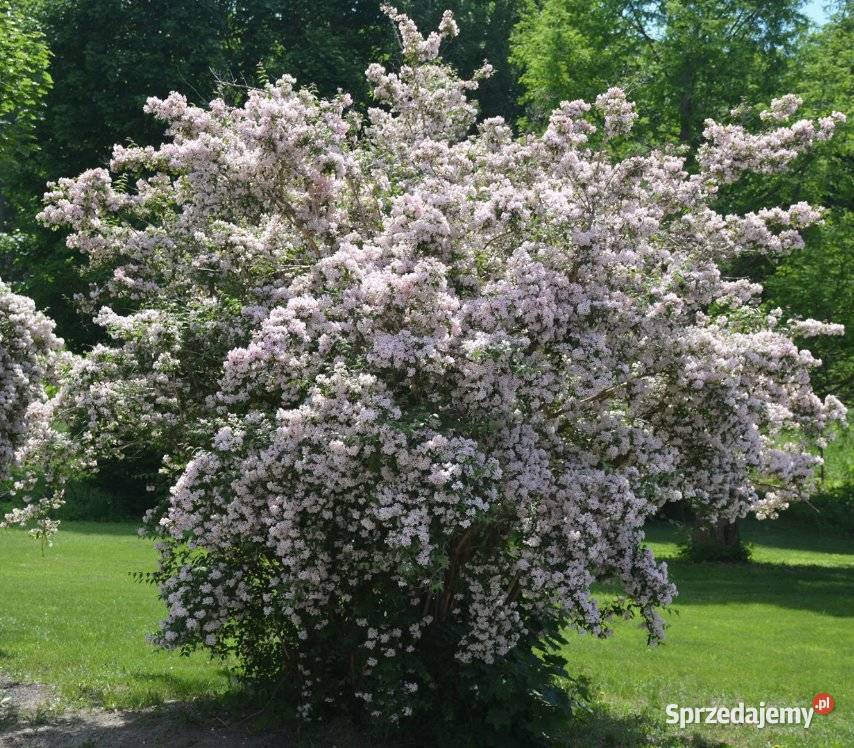 KOLKWICJA CHIŃSKA KOLKWITZIA AMABILIS Pogorzela