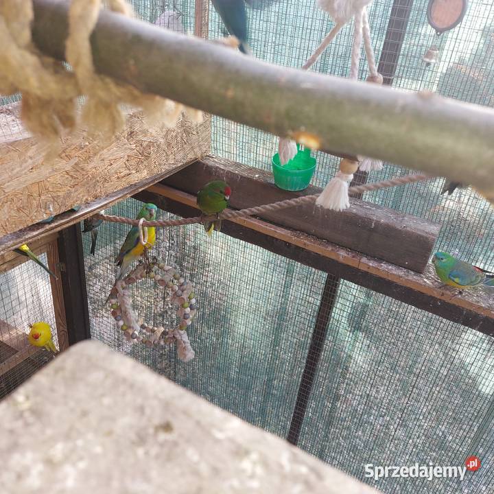 Sprzedam papugi Serby sprzedam