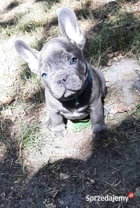 Buldog francuski blue piesek Pabianice