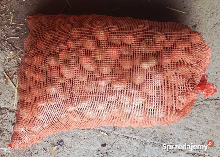 Sprzedam ziemniaki paszowe Dynów 050