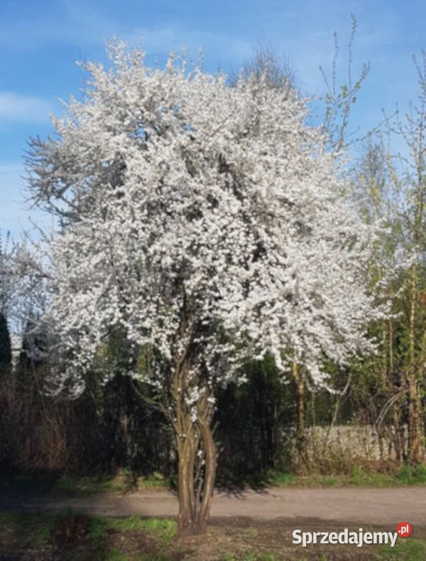 ŚLIWA WIŚNIOWA AŁYCZA Prunus marybolana NASIONA Lubanie