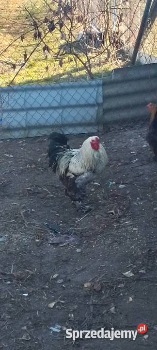 Sprzedam kury kogut brahma sprzedam