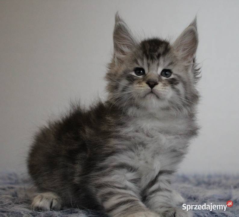 Dwie koteczki i trzy kocurki maine coon dolnośląskie Brzezia Łąka