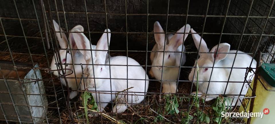 Króliki mieszance Grabowiec