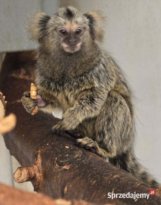 Małpka Marmozeta białoucha Pozostałe Siedlce