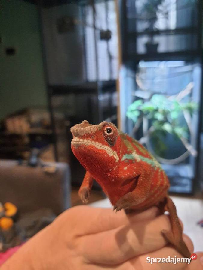 kameleon lamparci ambilobe red bar Włocławek