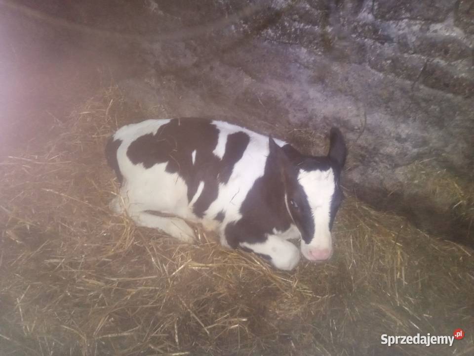 Jaloweczki mleczne hf Słotwiny