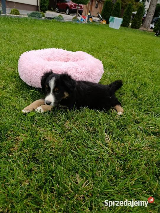 Piesek Border Collie Szczaworyż