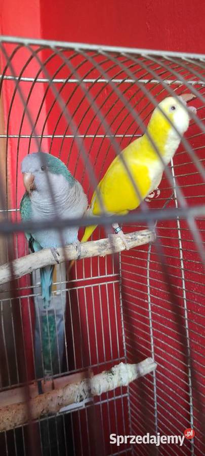 Papugi Mnicha Nizinna mazowieckie Radom sprzedam