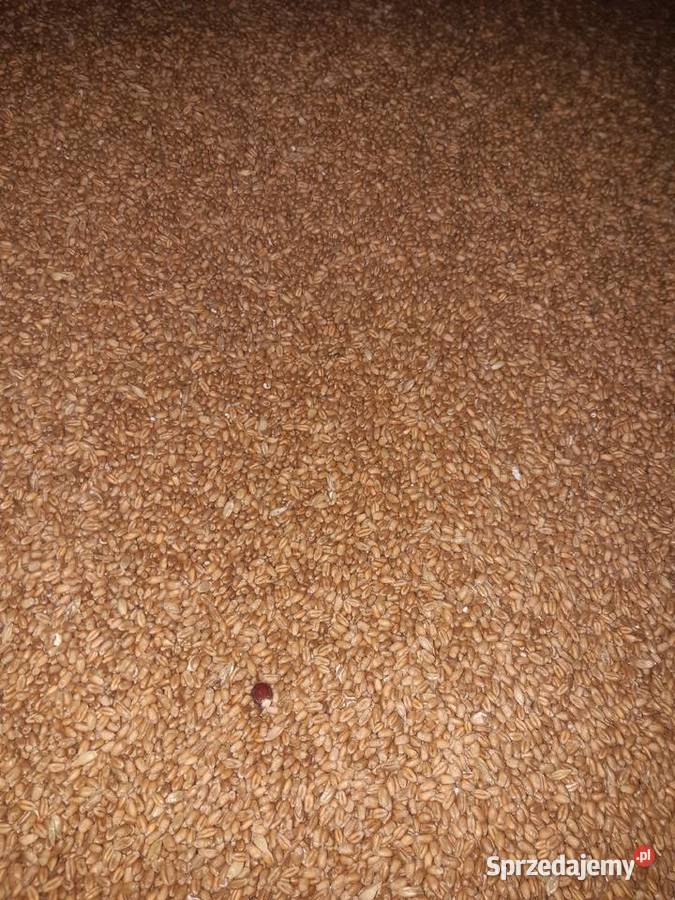 Pszenica Owies Jęczmień Kukurydza Mieszanka sprzedam