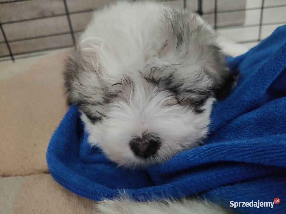 Coton de Tulear szczenięta z rodowodem Inowrocław