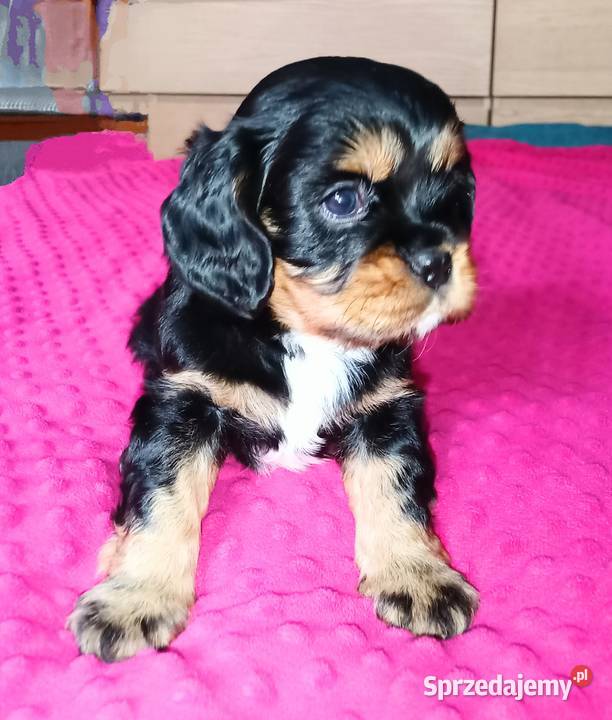 Piękny piesek Cavalier z rodowodem i wyprawką Łódź