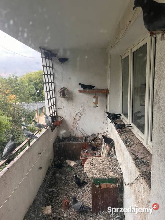 Likwidacja zagrożeń biologicznych zgonach Tychy śląskie