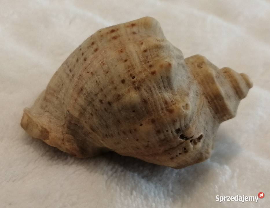 Muszla 51 61 Kreatywne Czeladź sprzedam