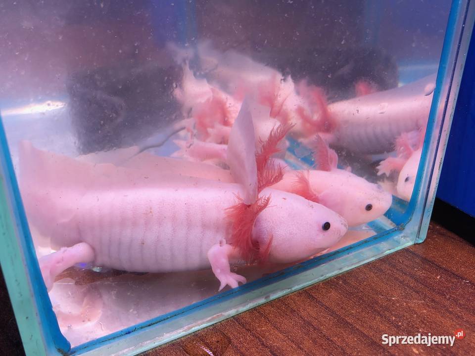 Aksolotl Ambysoma Mexicanum Salamandra Andrespol