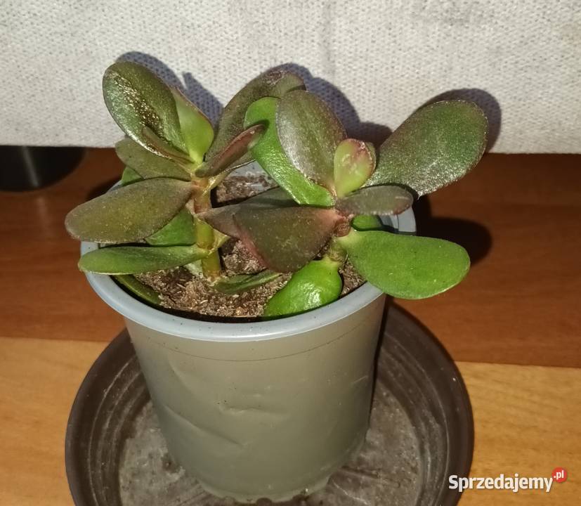 Grubosz crassula drzewko szczęścia 5 2 sadzonki mazowieckie Warszawa