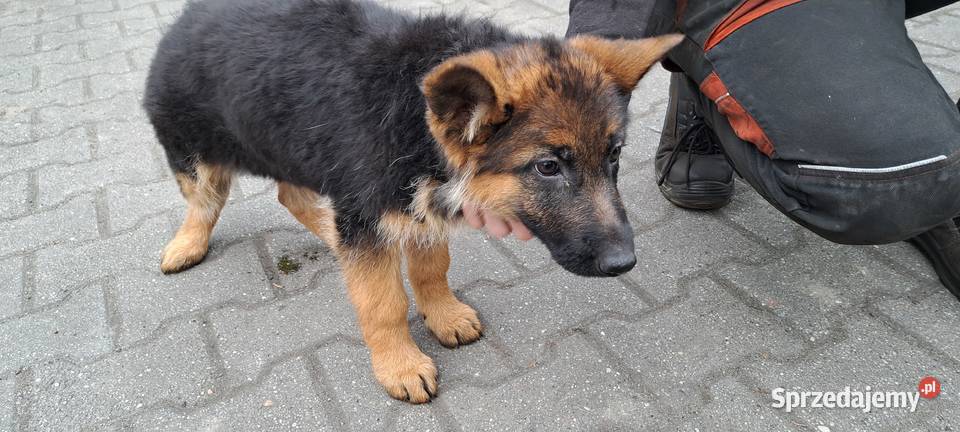 Szeniaki owczarek niemiecki