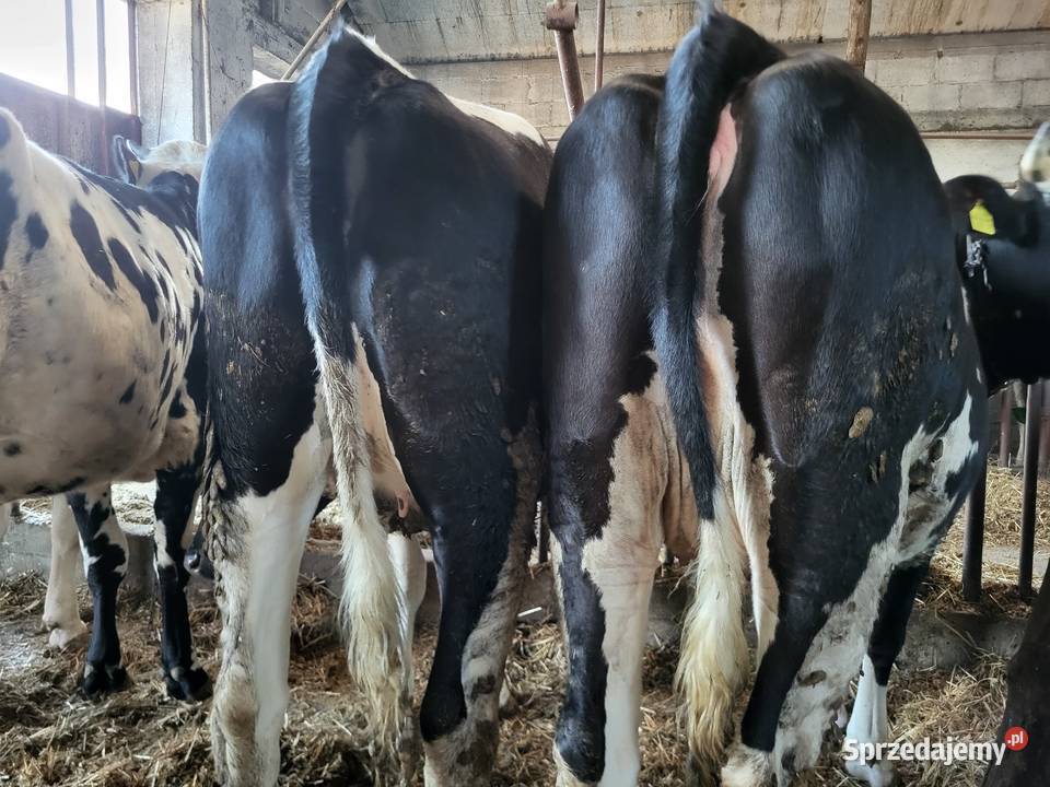 Jałówki wysokocielne mazowieckie Mała Wieś