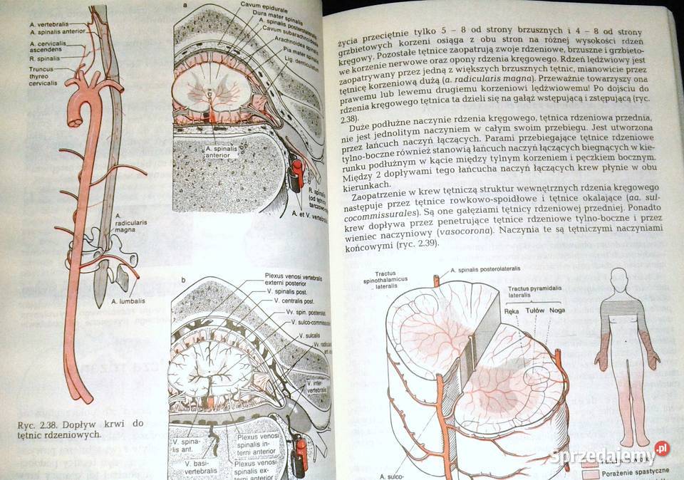 Diagnostyka topograficzna w neurologii Peter Chełm sprzedam
