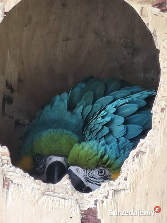 Ary ararauny para legowa Dąbrowa Górnicza