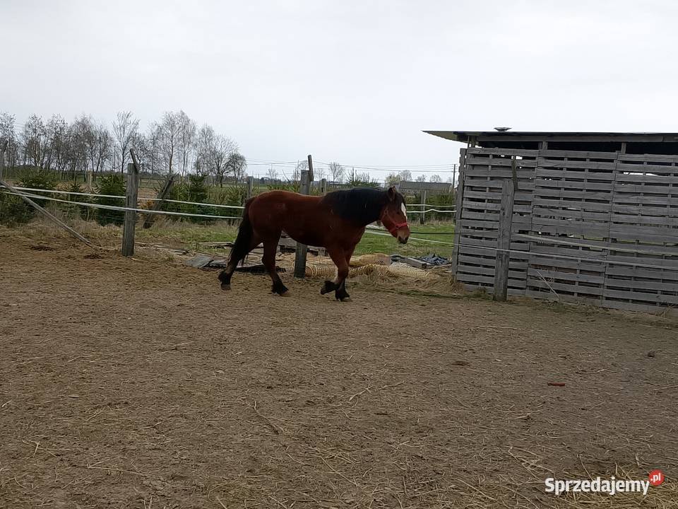 Klacz zimnokrwista kujawsko-pomorskie Dyblin