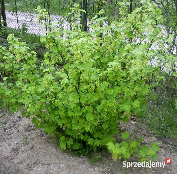 PORZECZKA BIAŁA Blanka sadzonki w doniczkach kujawsko-pomorskie Ustronie