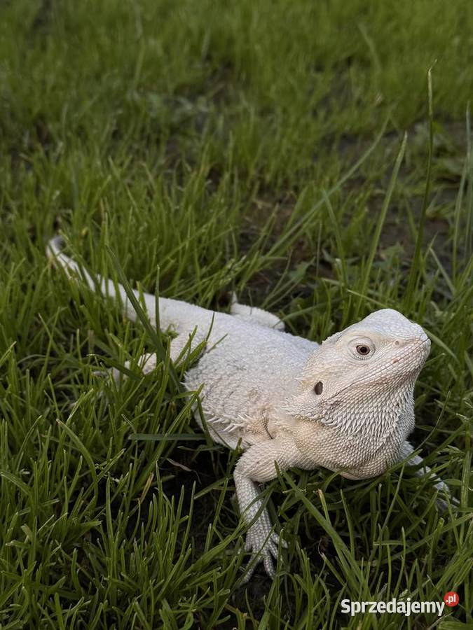 Agama brodata Hypo zero samica Iława