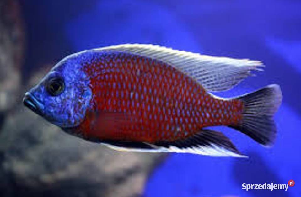 Pyszczak Borleya Copadichromis borleyi Pyszczaki Gdańsk