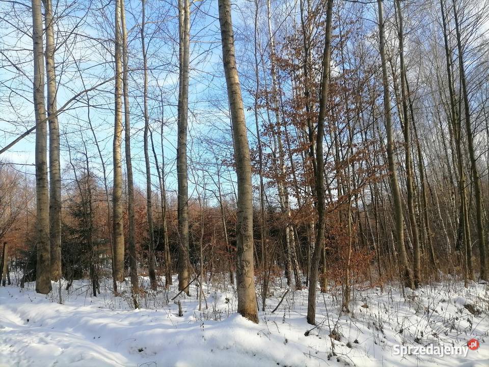 Las 27ar stasiówka koło Dębicy dojazd